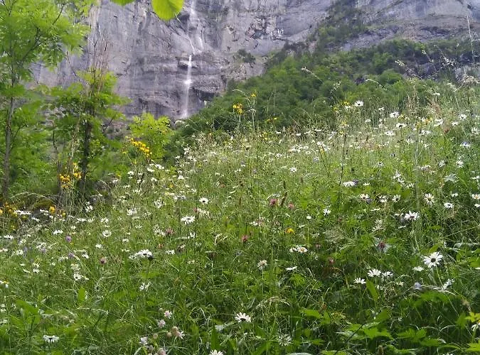 Alpehytte Ferien Flueehblueemli *